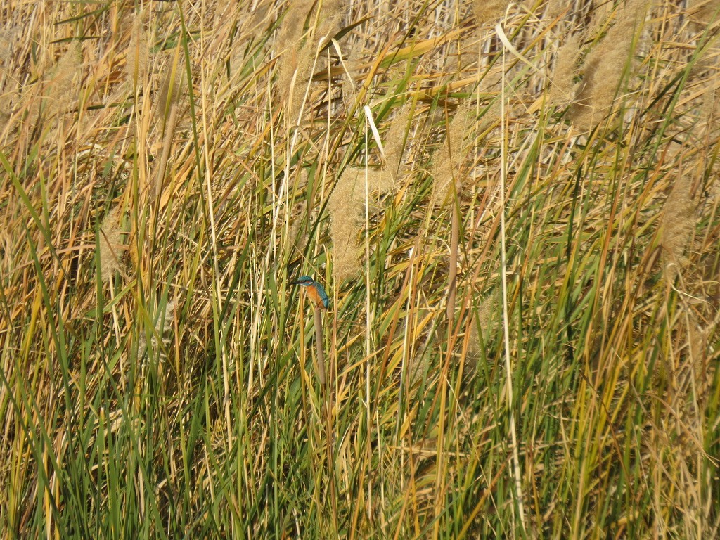 Common Kingfisher - ML494423441