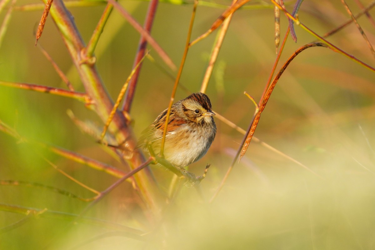 Swamp Sparrow - ML494423601