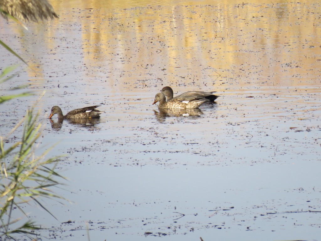 Gadwall - ML494423691