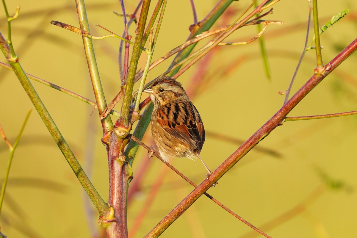 Swamp Sparrow - ML494423711