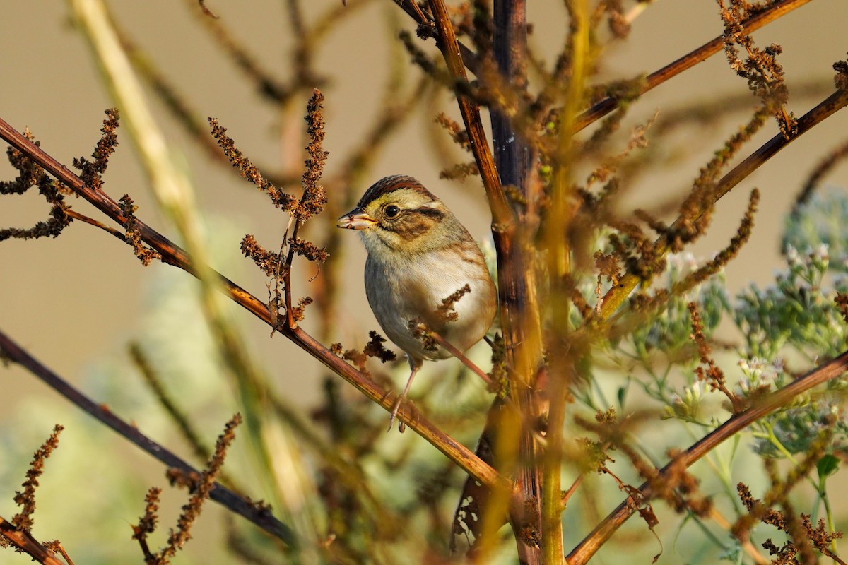 Swamp Sparrow - ML494423791