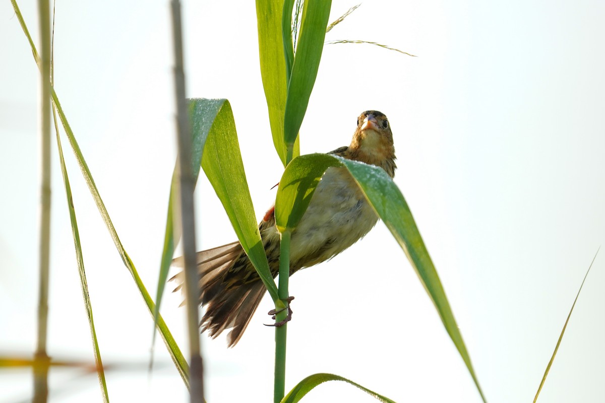 Bobolink - ML494423921