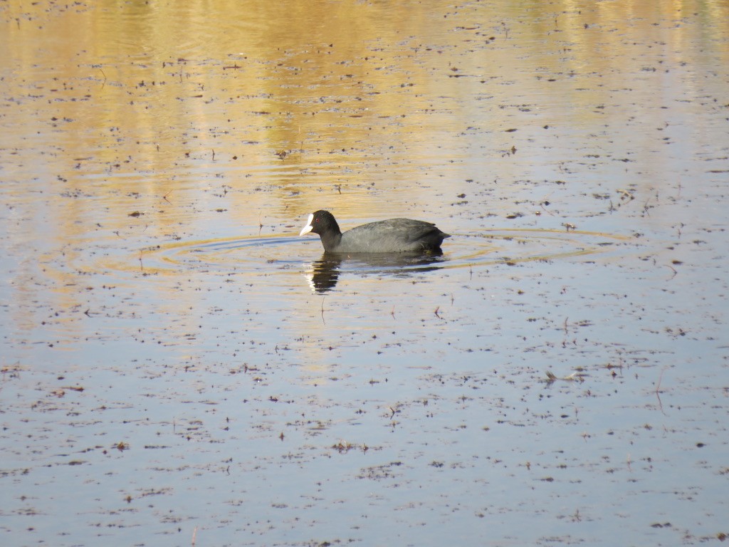 Eurasian Coot - ML494424001