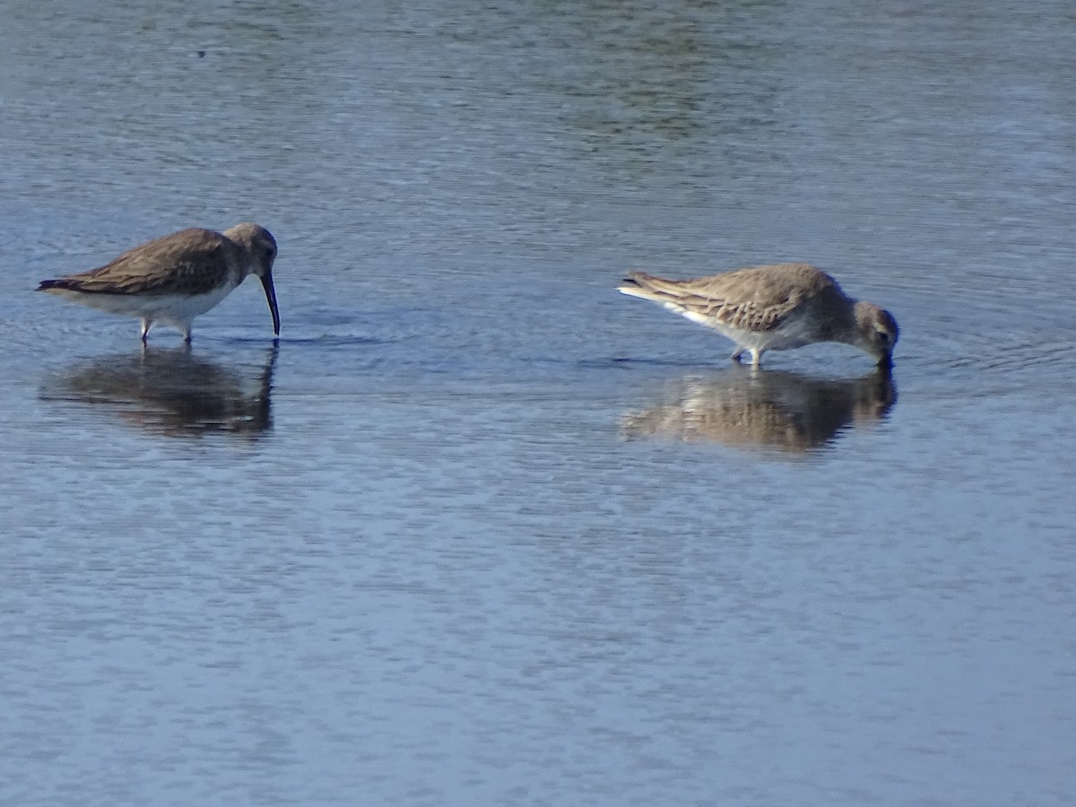 Stilt Sandpiper - ML49442401