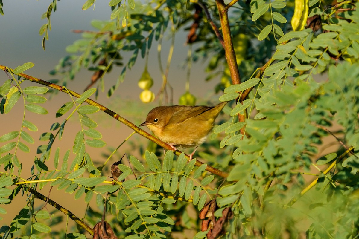 Common Yellowthroat - ML494424131