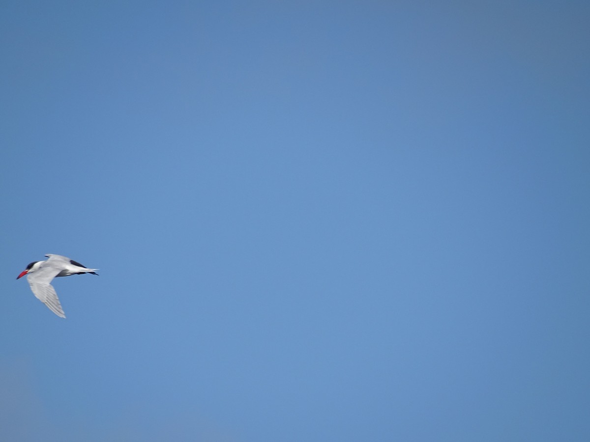 Caspian Tern - ML49442441