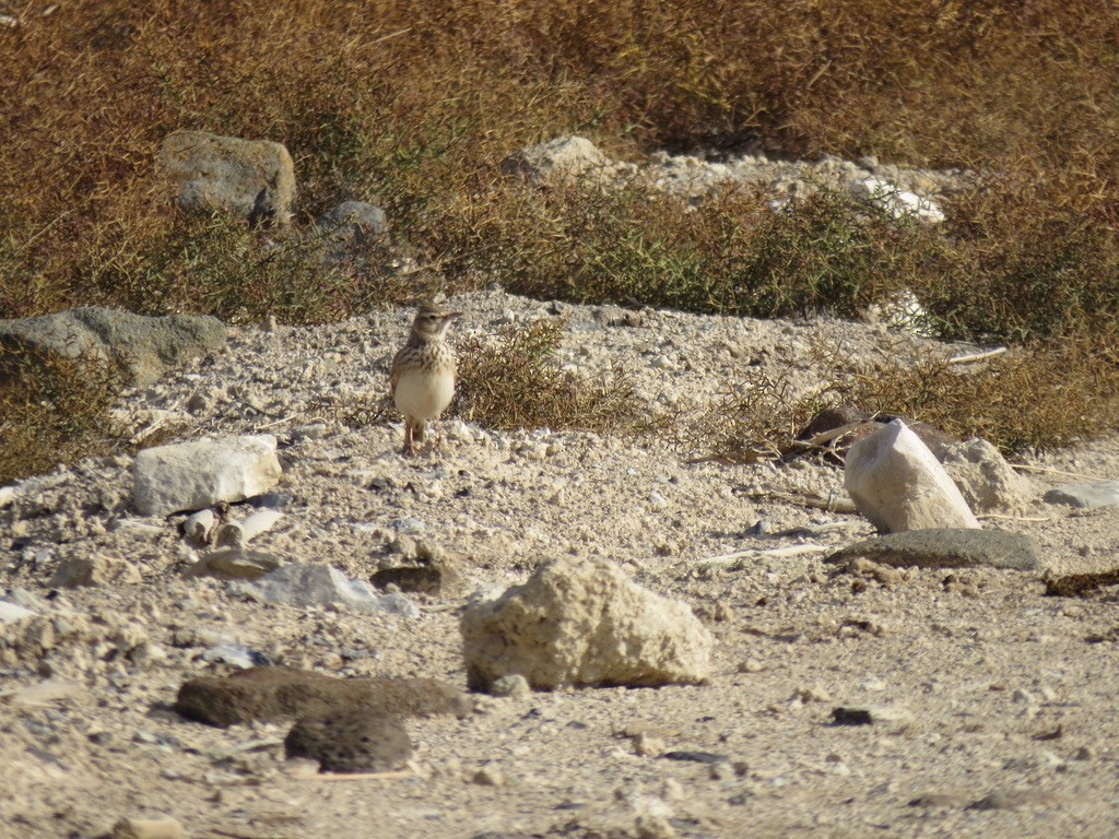 Crested Lark - ML494424441