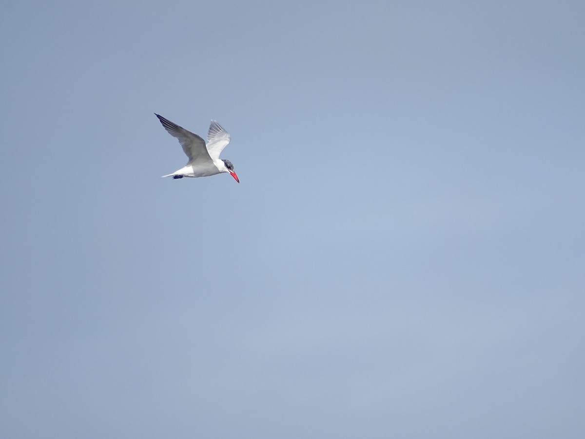 Caspian Tern - ML49442471