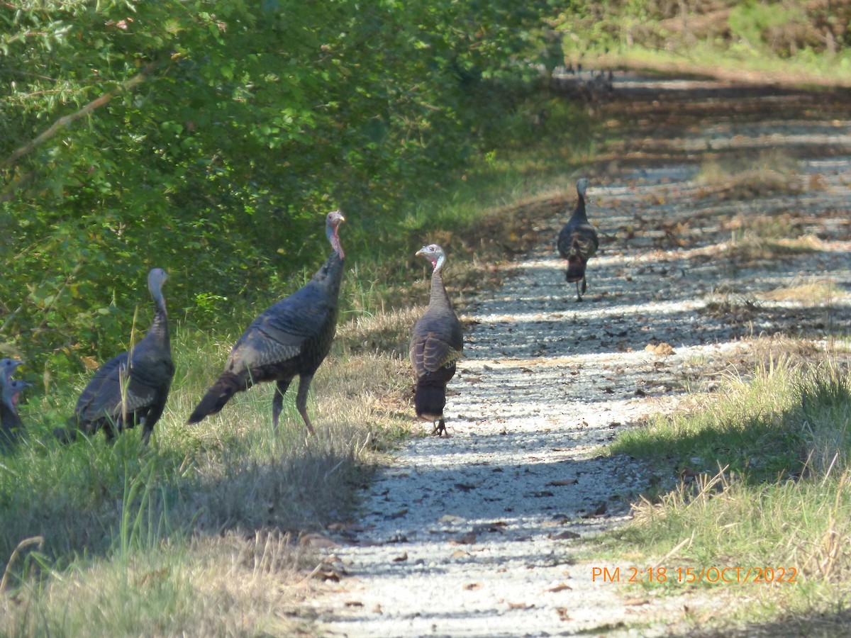 Wild Turkey - ML494425391