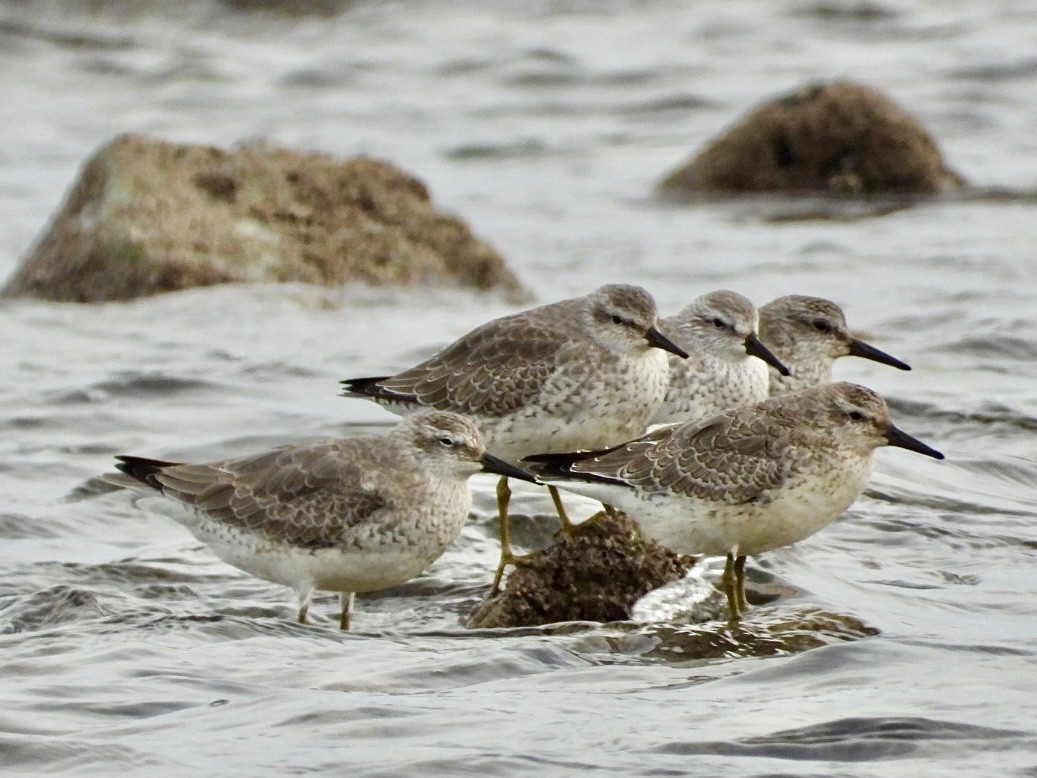 Red Knot - ML494427001