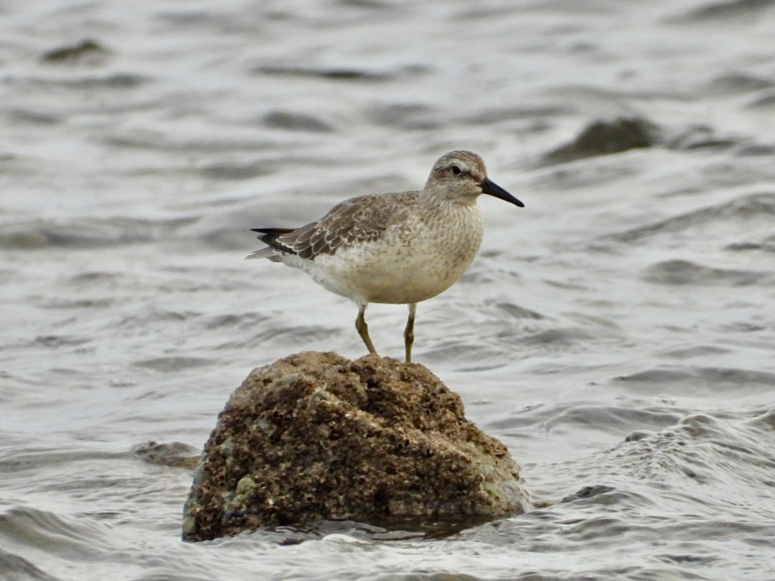 Red Knot - Andrew Wappat