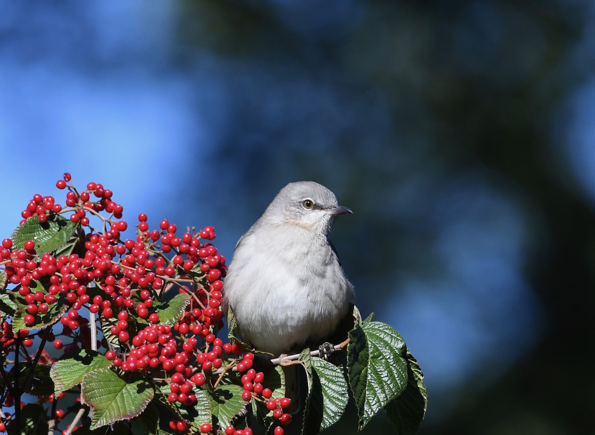 Northern Mockingbird - ML494427231