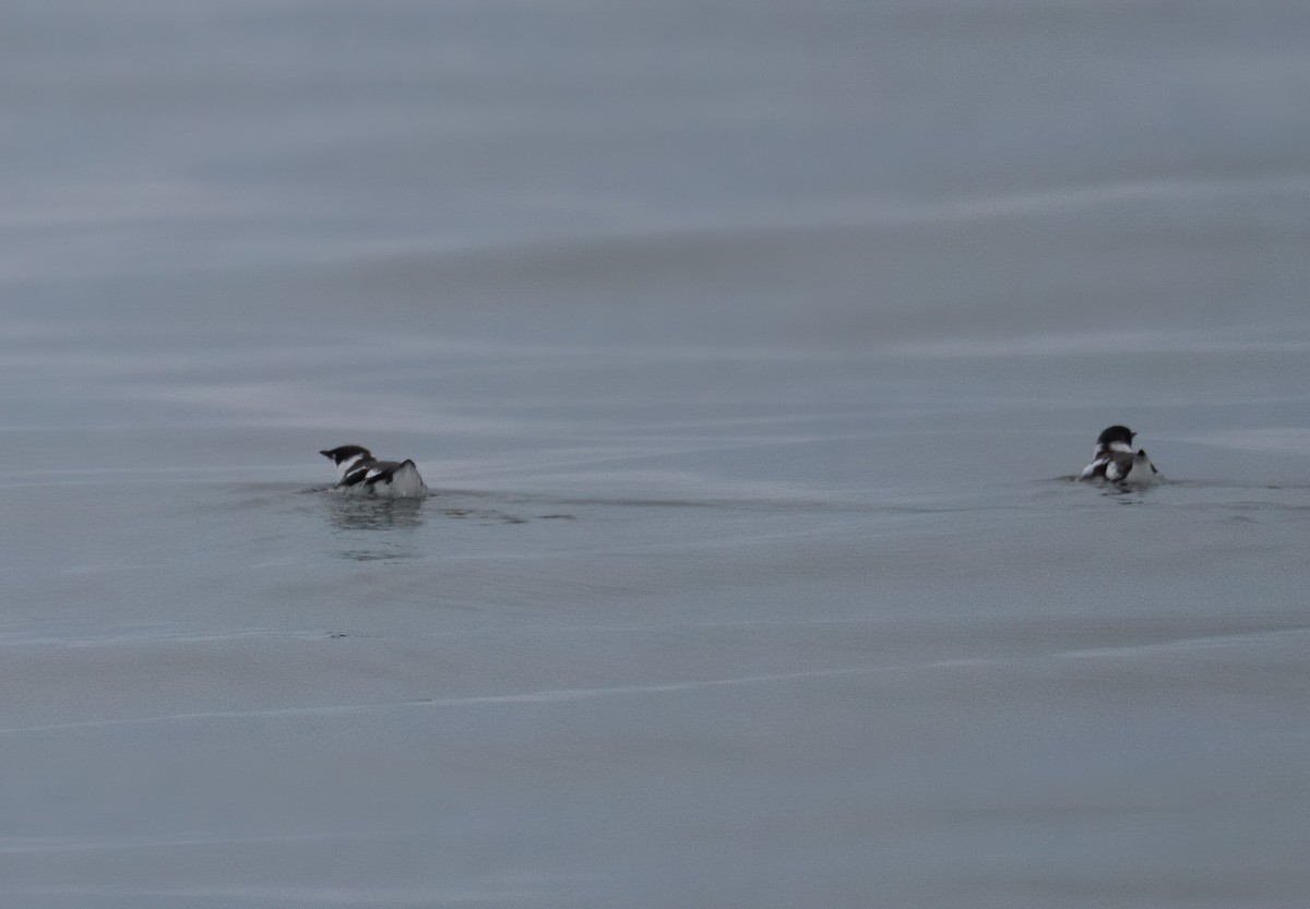 Marbled Murrelet - ML494427821