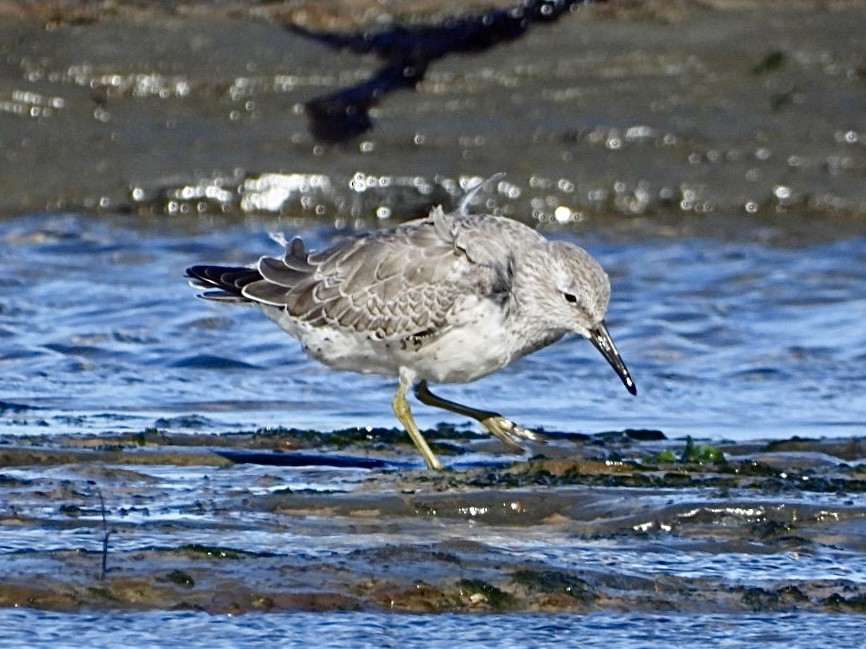 Red Knot - ML494427981