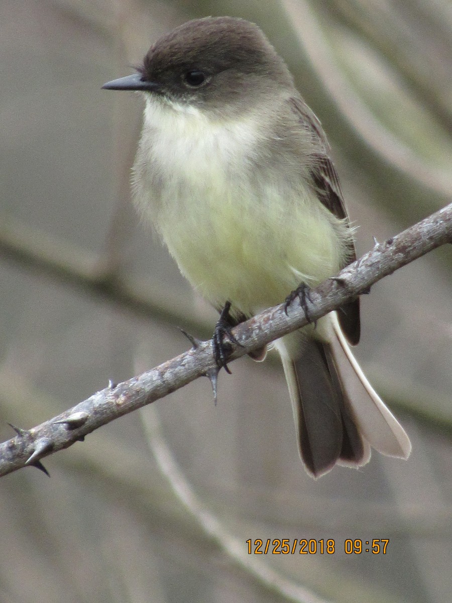 Eastern Phoebe - John Dillon