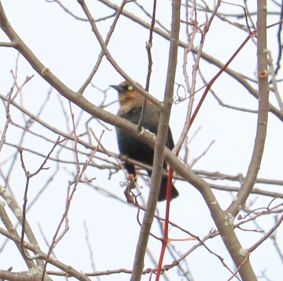 Rusty Blackbird - ML494431871