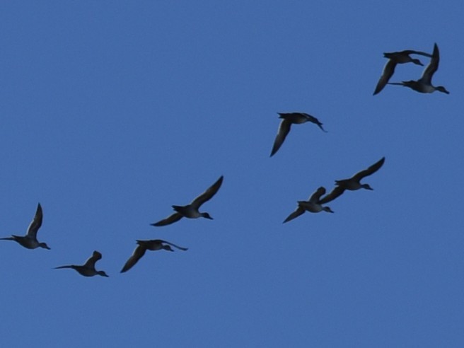 Northern Pintail - ML494433111