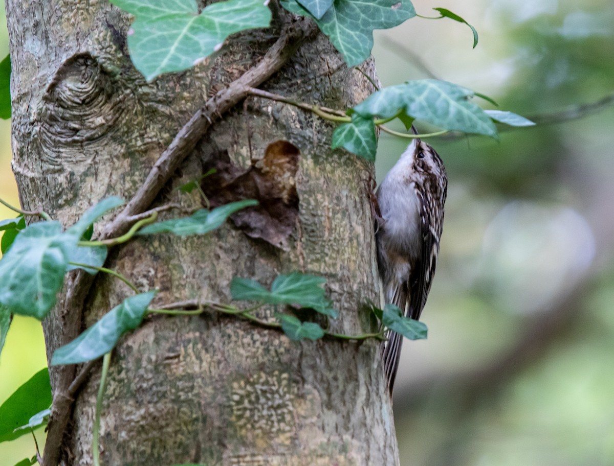 Brown Creeper - Nancy Cooke