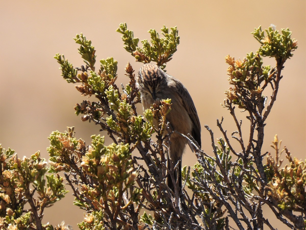 Plain-mantled Tit-Spinetail - ML494434721