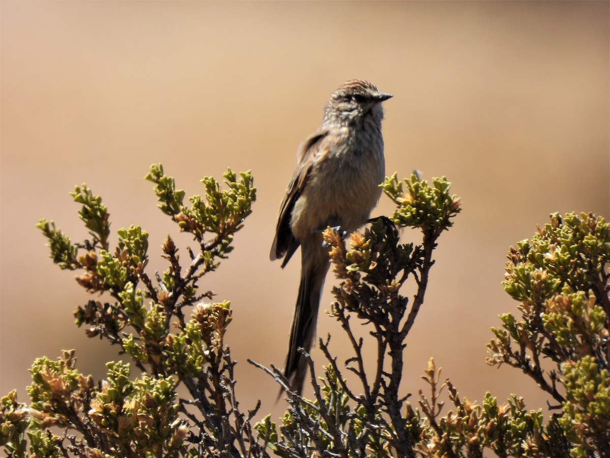 Plain-mantled Tit-Spinetail - ML494434731