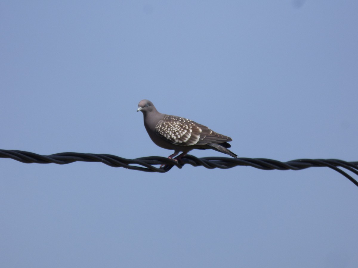 Spot-winged Pigeon - ML494436041