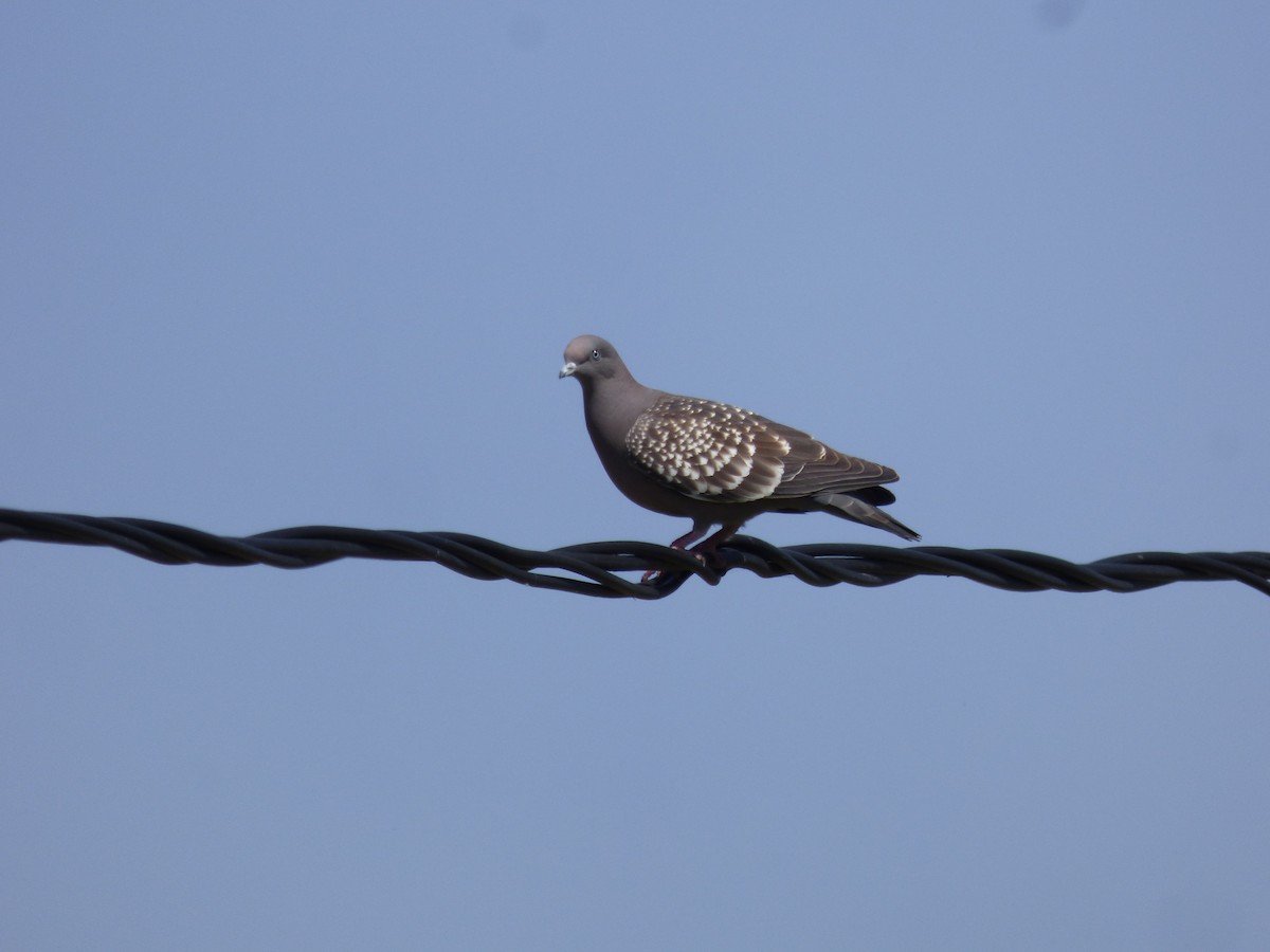 Spot-winged Pigeon - ML494436051