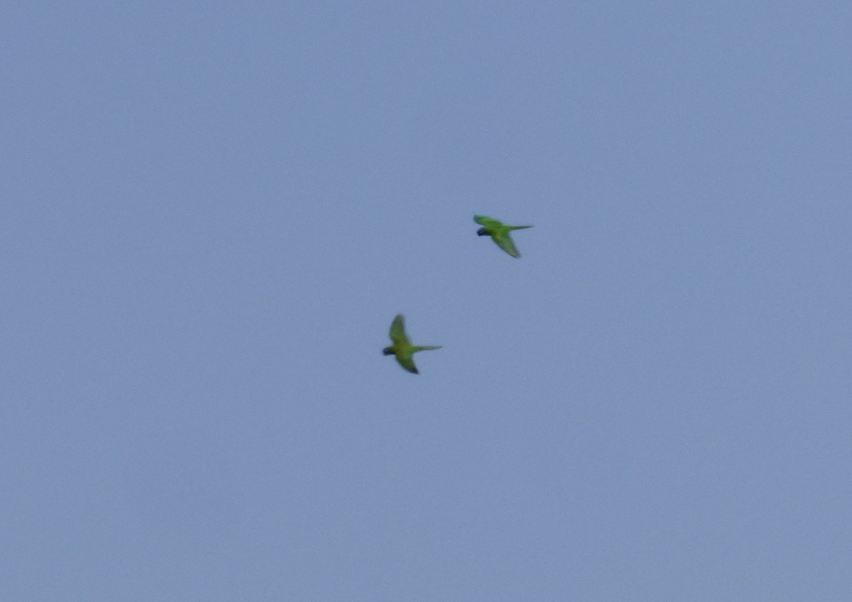 Blue-crowned Parakeet - ML494437151