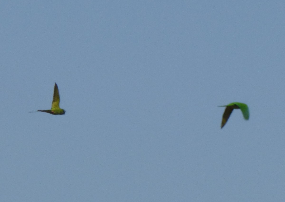 Blue-crowned Parakeet - ML494437161