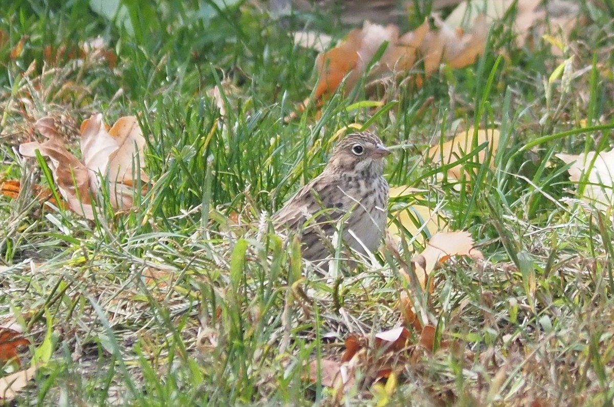 Vesper Sparrow - Jeremy Thorp