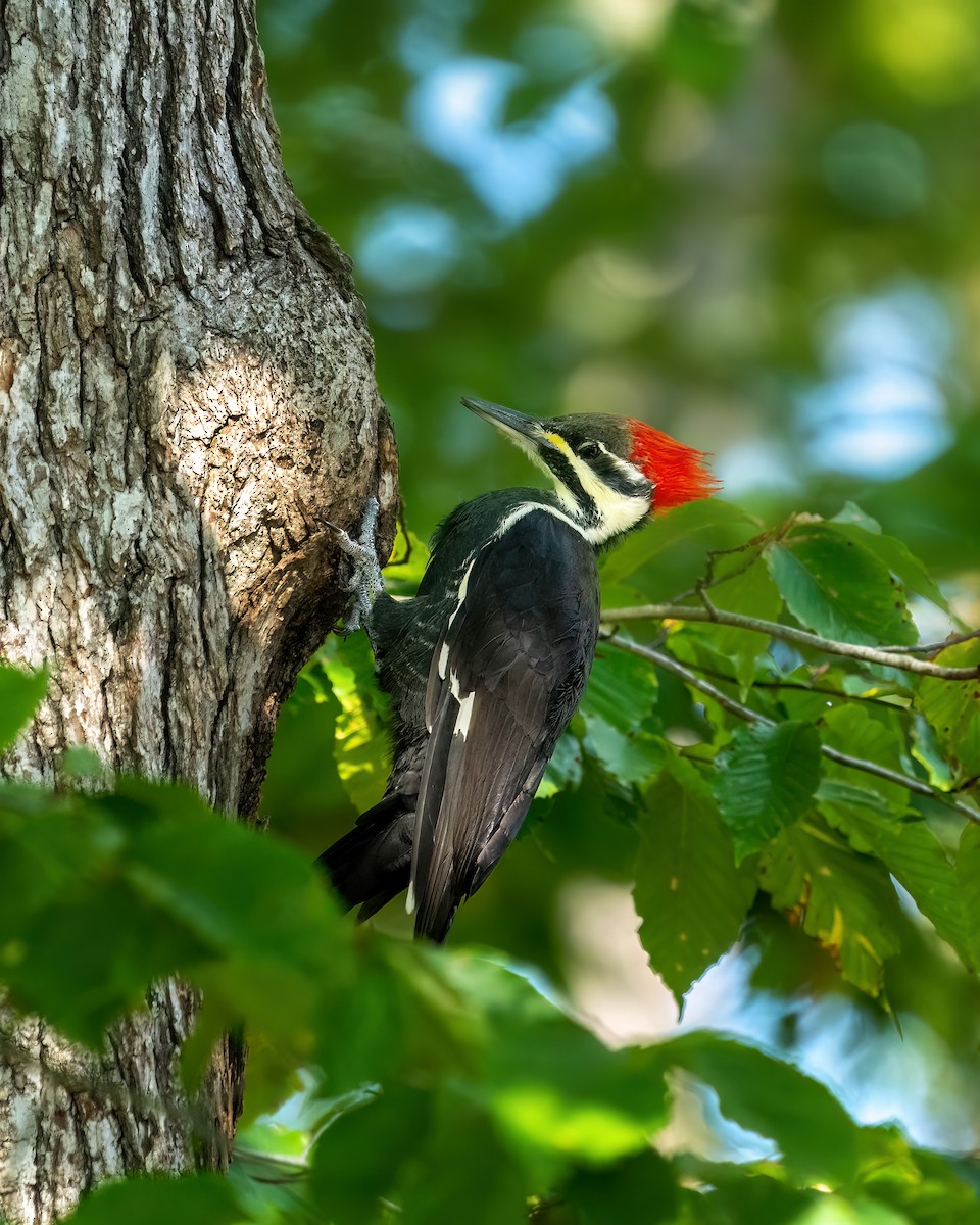 Pileated Woodpecker - ML494438191