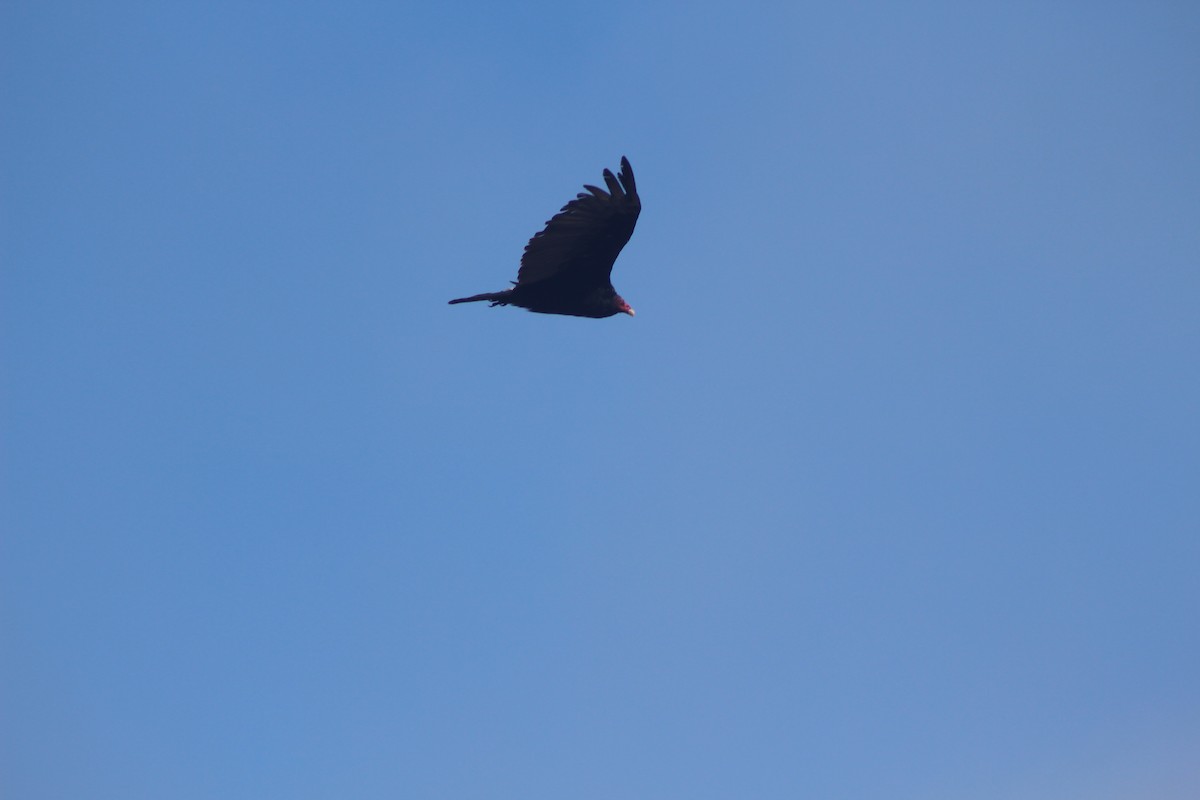 Turkey Vulture - ML494438201