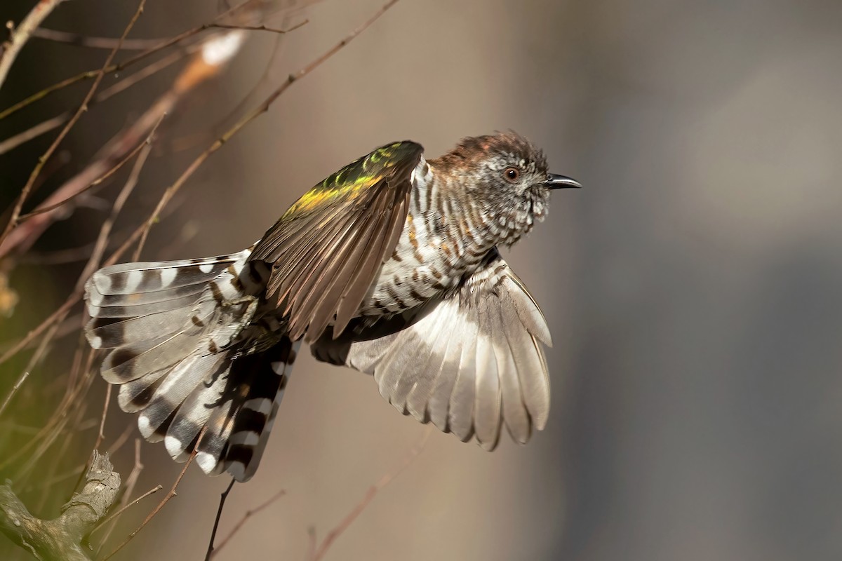 Shining Bronze-Cuckoo - ML494438521