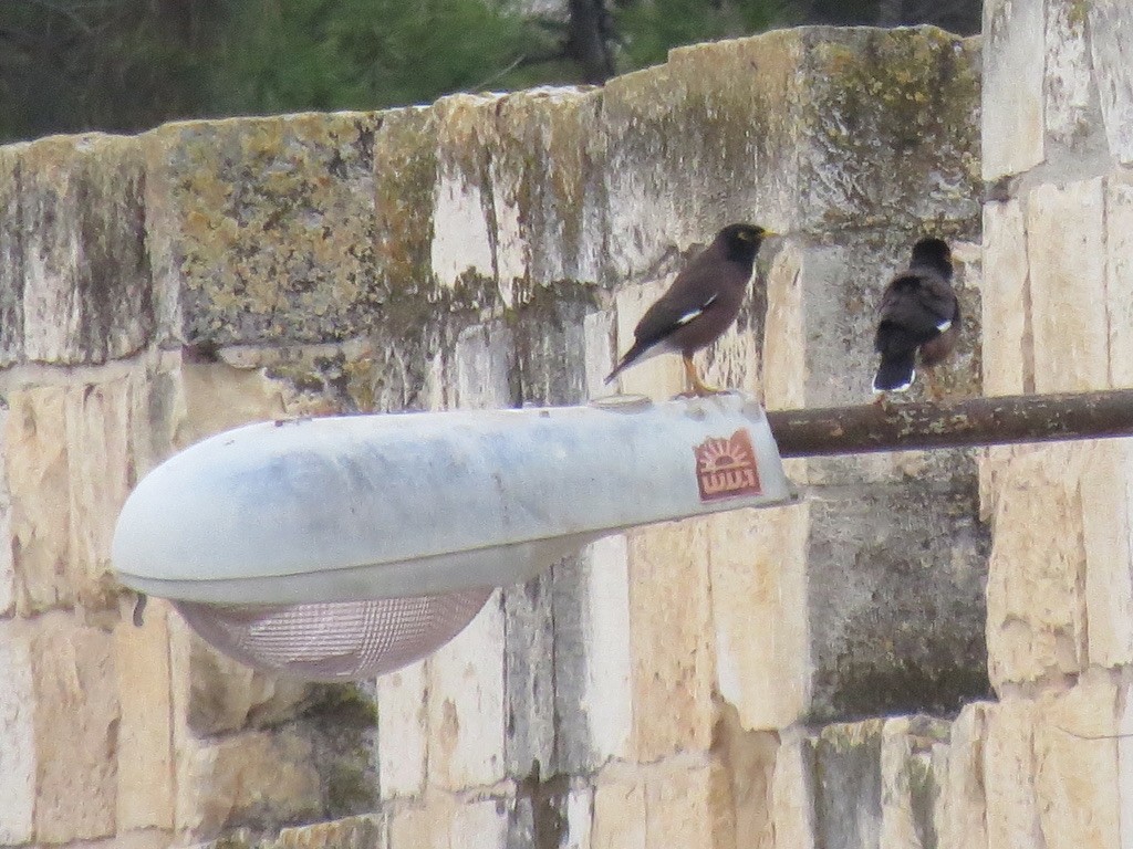 Common Myna - ML494439971