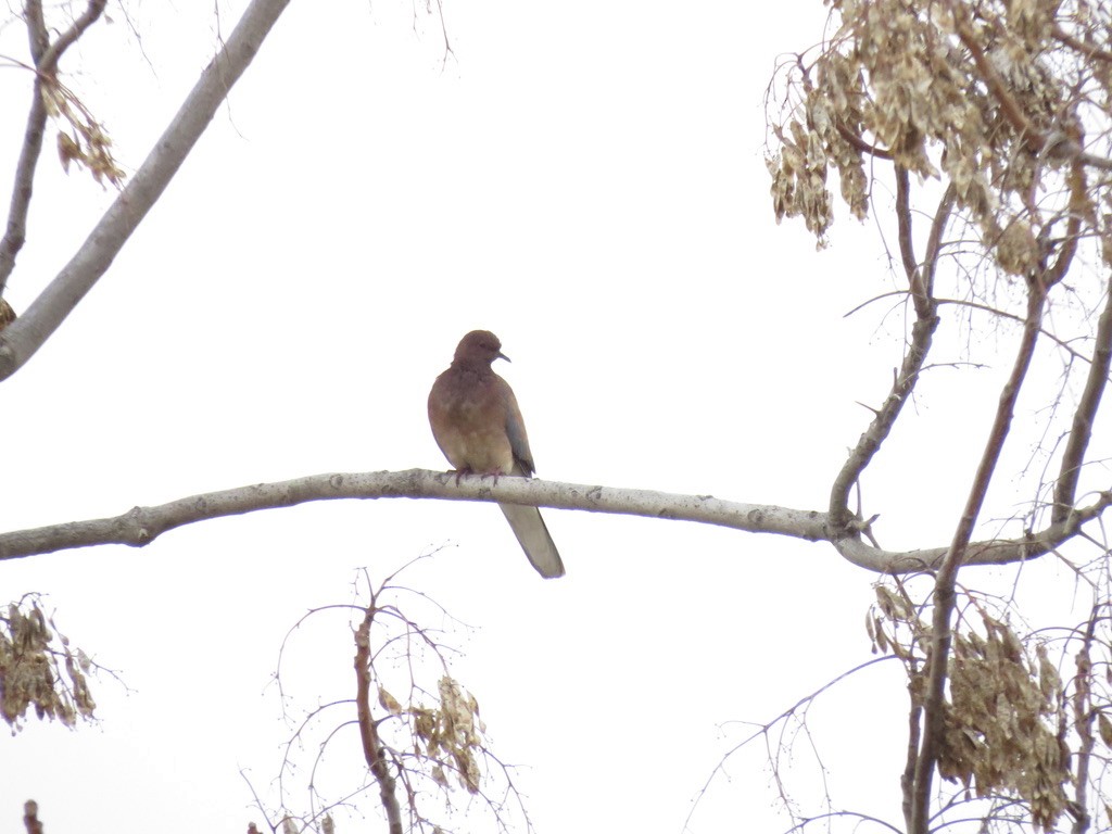 Laughing Dove - ML494440061