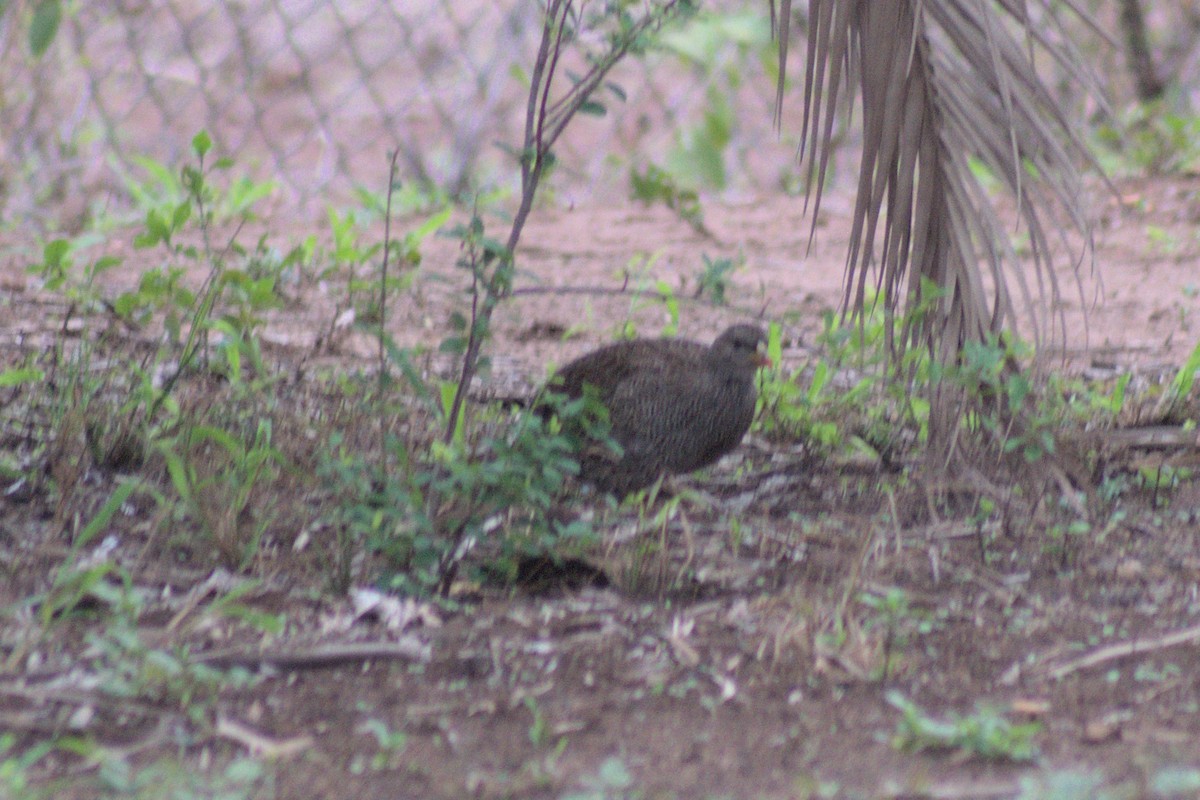 Natal Spurfowl - ML494442511