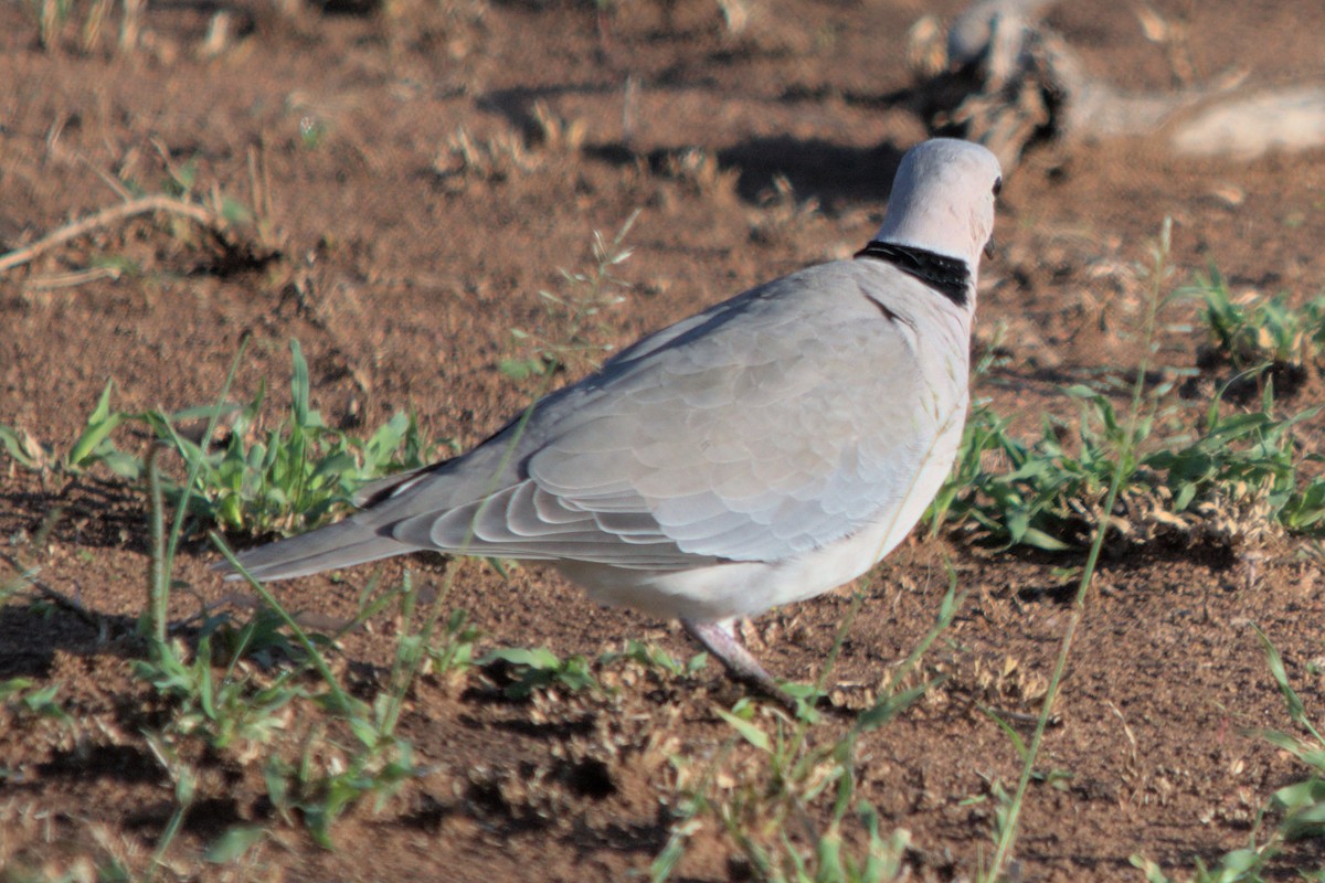 Ring-necked Dove - ML494442841