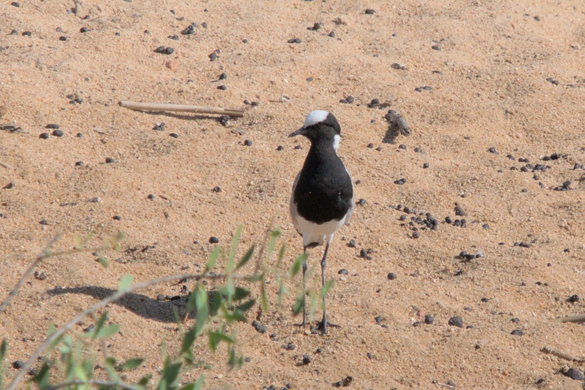 סיקסק הנפח - ML494442941