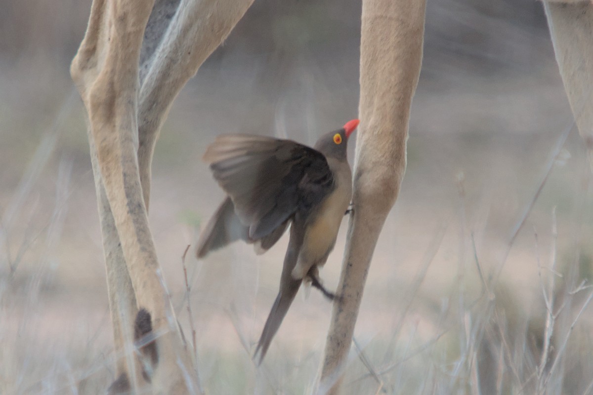 Red-billed Oxpecker - ML494444591