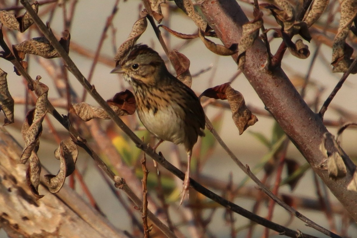 Lincoln's Sparrow - ML494444951