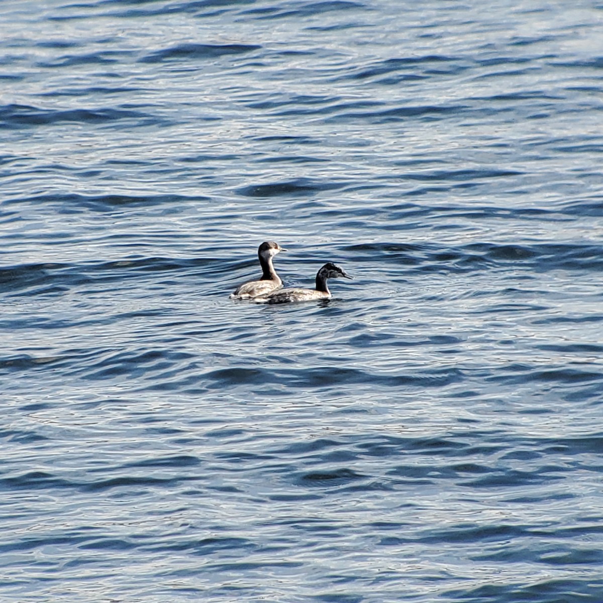Horned Grebe - ML494445281