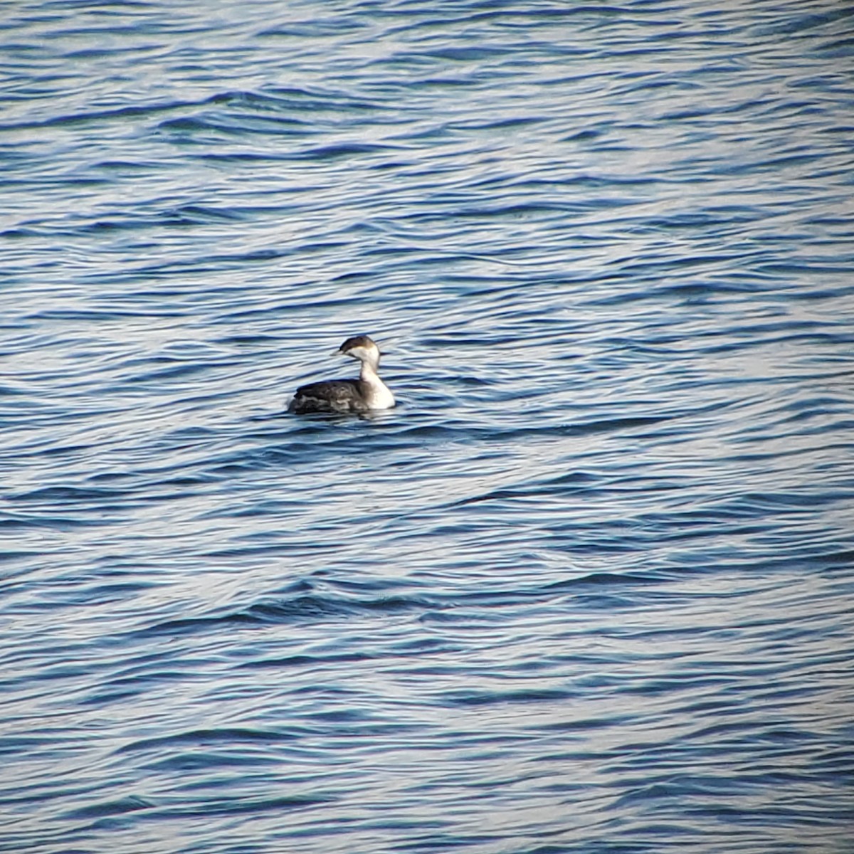 Horned Grebe - ML494445341