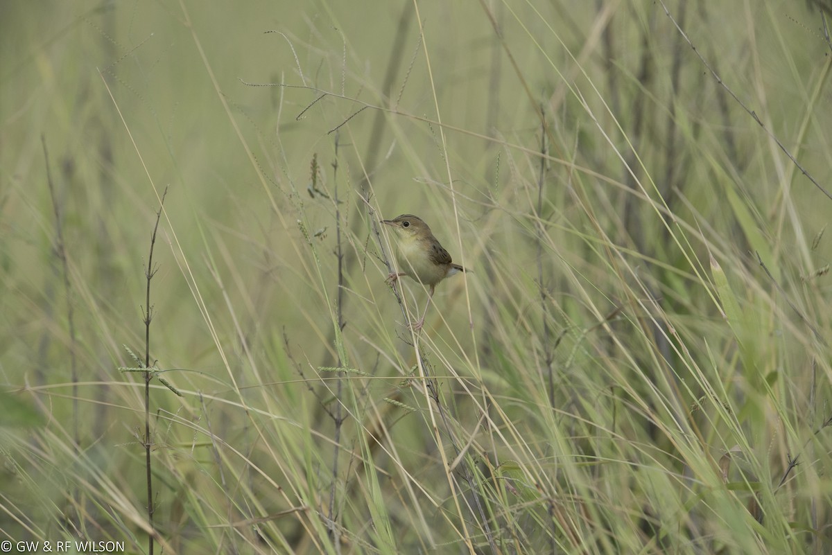 Golden-headed Cisticola - ML49444641