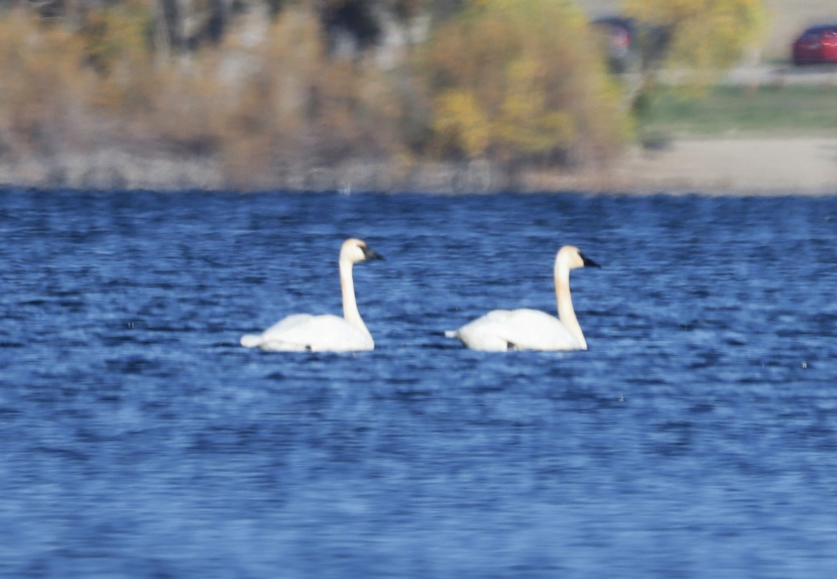 Tundra Swan - ML494446751