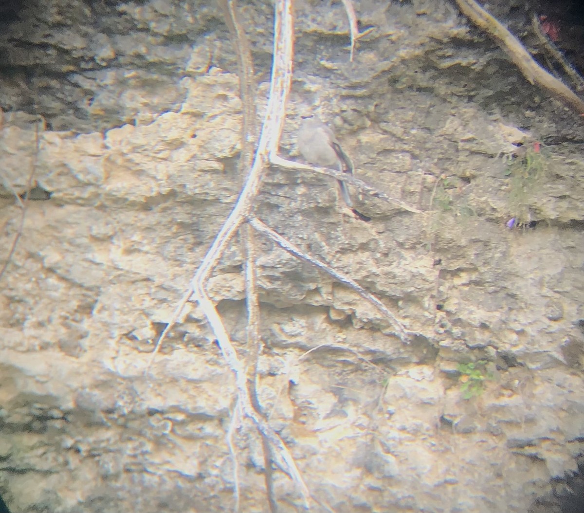 Townsend's Solitaire - ML494448921