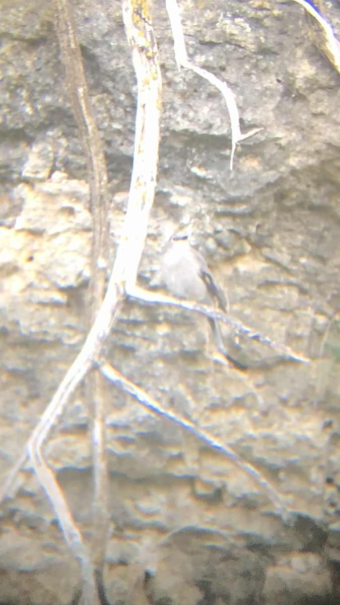 Townsend's Solitaire - ML494448931