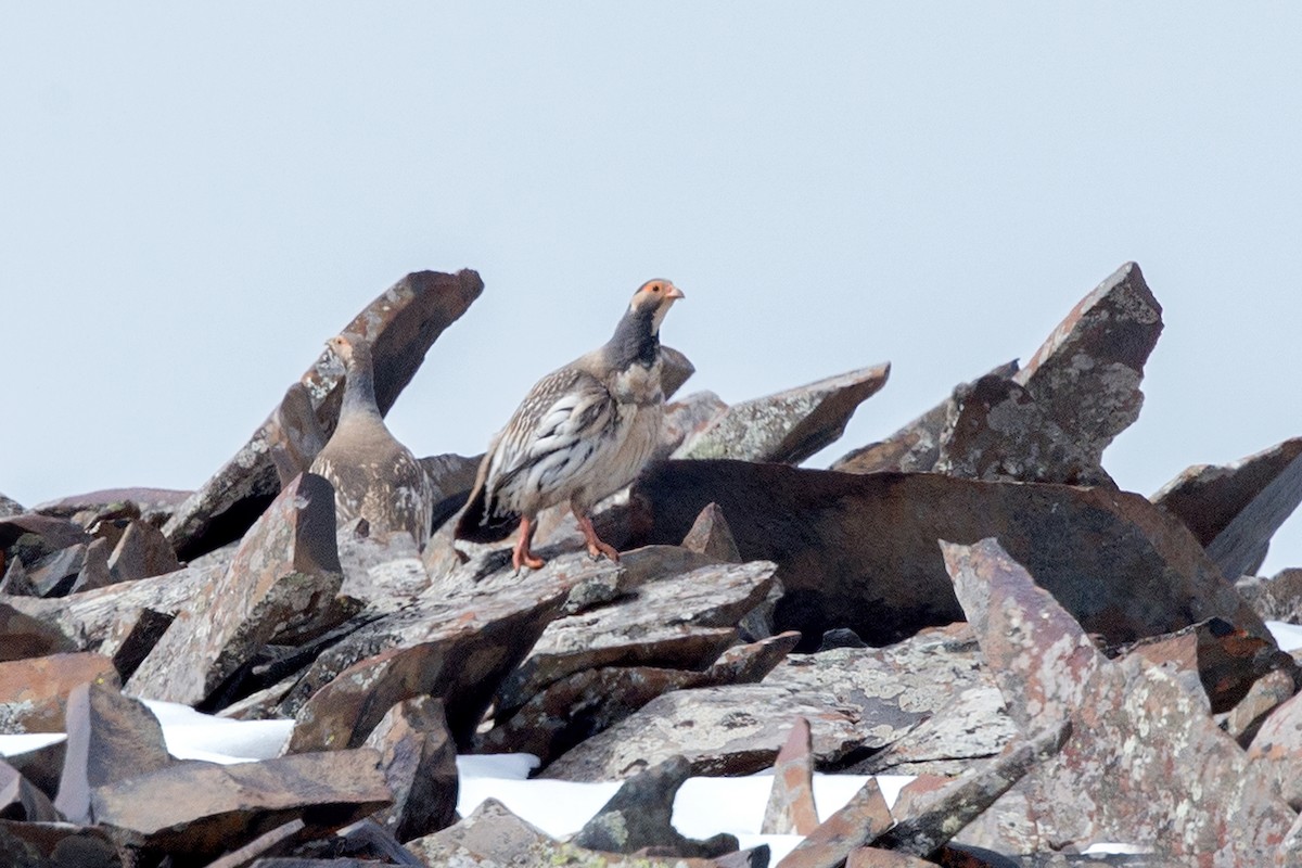 Tibetan Snowcock - ML494449221