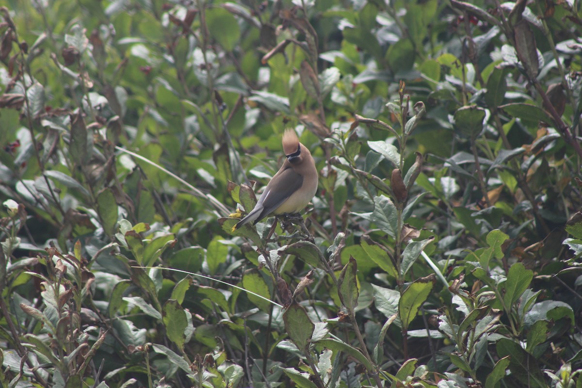 Cedar Waxwing - ML494449231