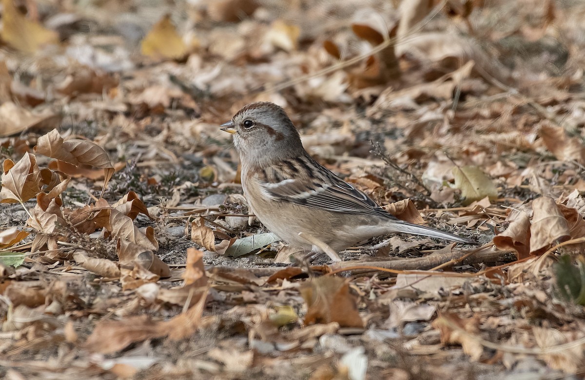 American Tree Sparrow - Annie McLeod