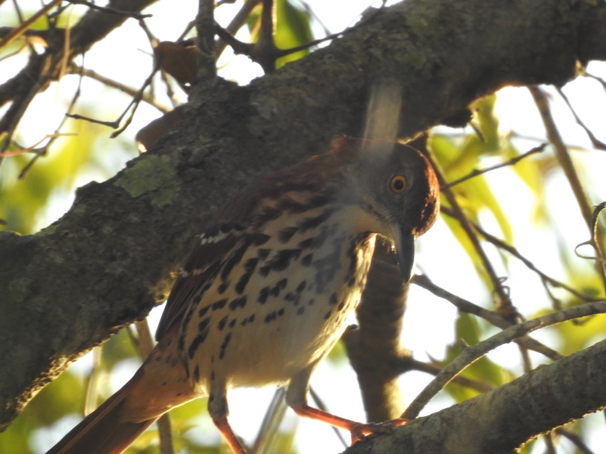 Brown Thrasher - ML494450021