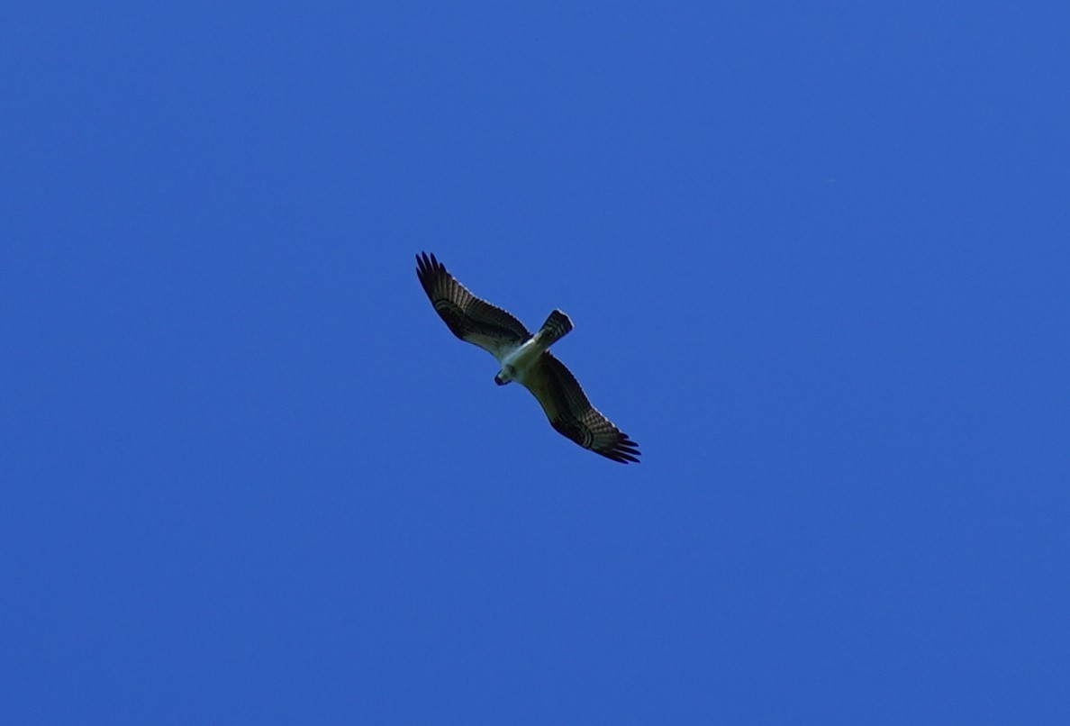 Águila Pescadora - ML494450401